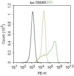 Cyclin B3 Rabbit pAb(bs-7884R)
