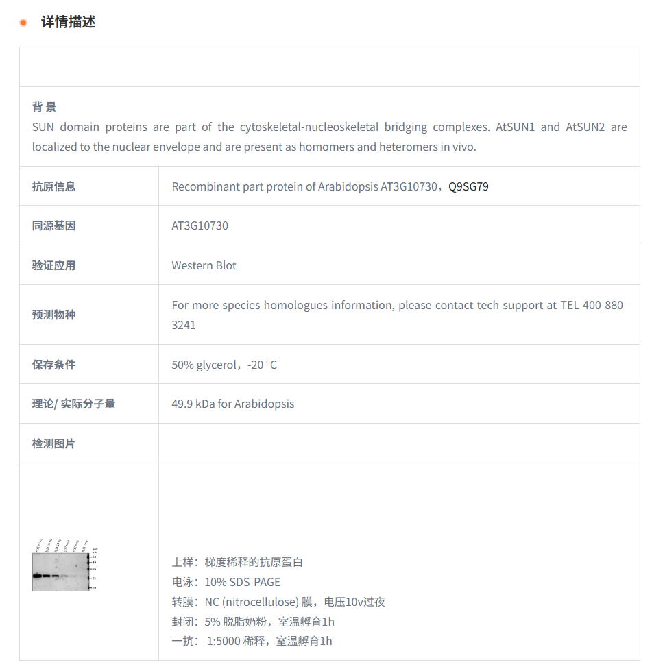 【植物抗体】Anti-SUN2/ SUN domain-co