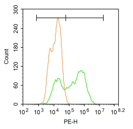 SMARCB1 Rabbit pAb(bs-6109R)-5