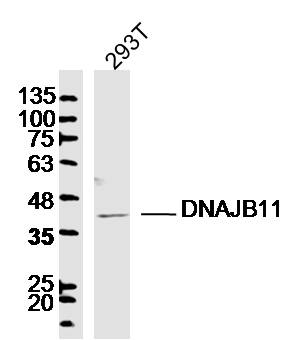 DNAJB11 Rabbit pAb(bs-14369R)-