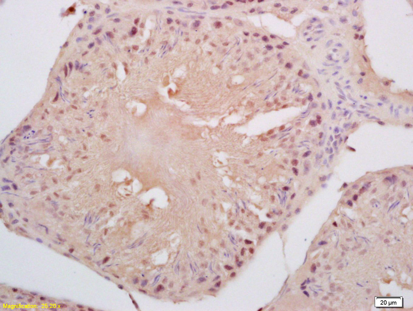 Cyclin B3 Rabbit pAb(bs-7884R)