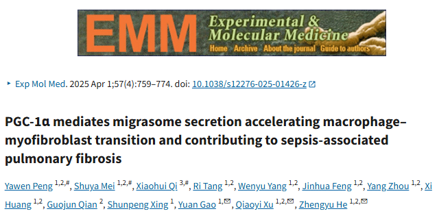 脓毒症伤肺又“造疤”难破？IF 12+研究实锤：PGC-1α“拿捏”迁移体，破解思路藏在这里！
