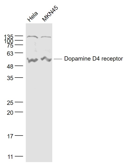 Dopamine D4 receptor Rabbit pA