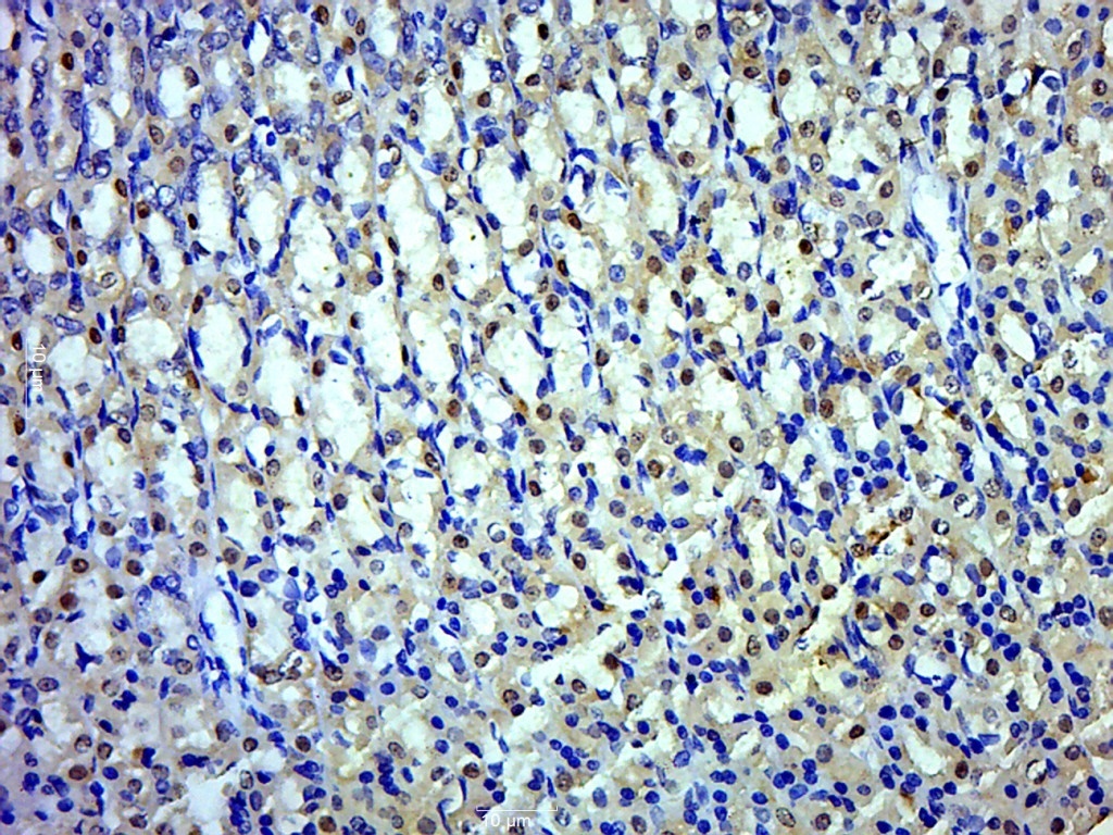 DDX49 Rabbit pAb(bs-14330R)-50