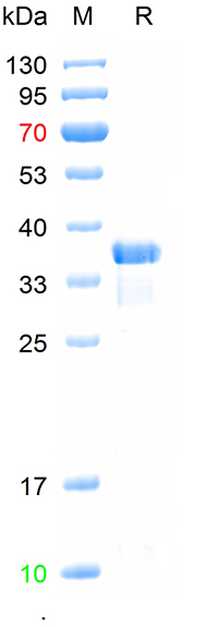 Recombinant human Neurexin 2 p