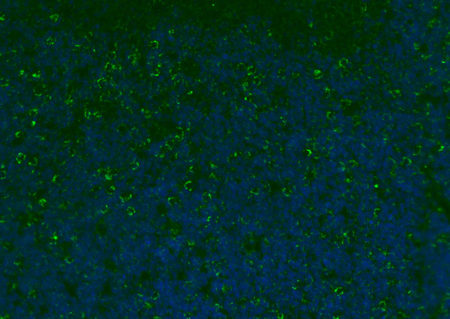 CD8B Rabbit pAb(bs-4914R)-50ul