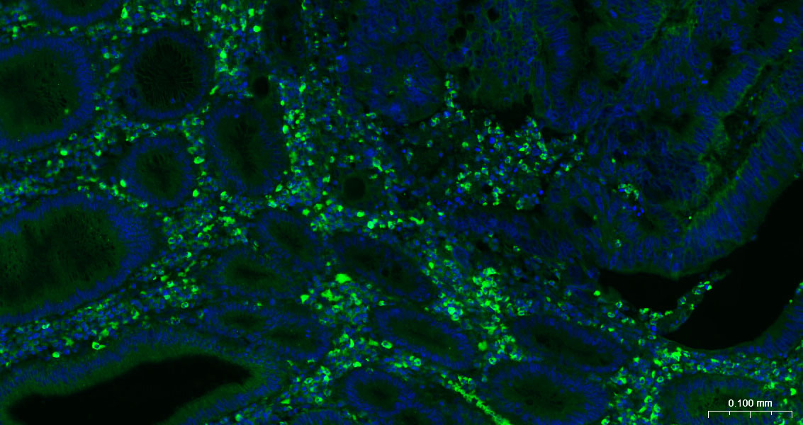 CD63 Mouse mAb(bsm-43117M)-50u