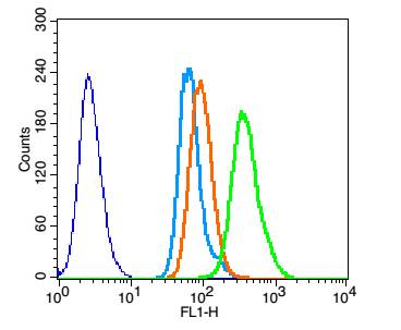 phospho-Brk (Tyr447) Rabbit pA