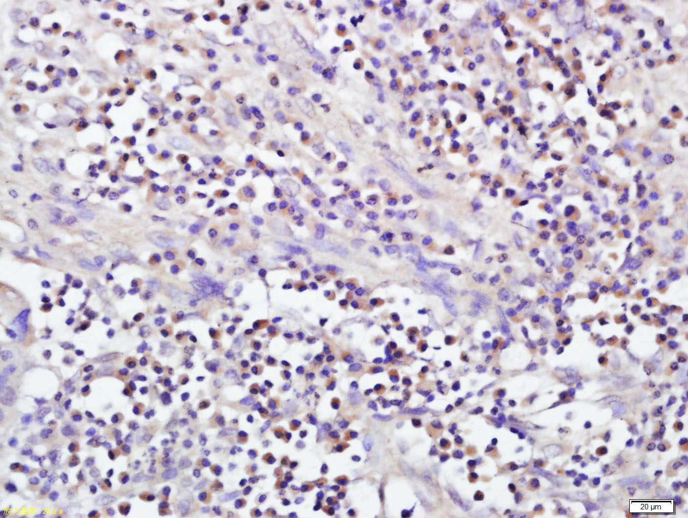 NAT8L Rabbit pAb(bs-11593R)-50