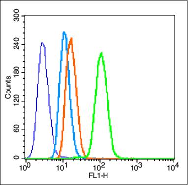 BTBD7 Rabbit pAb(bs-7979R)-50u