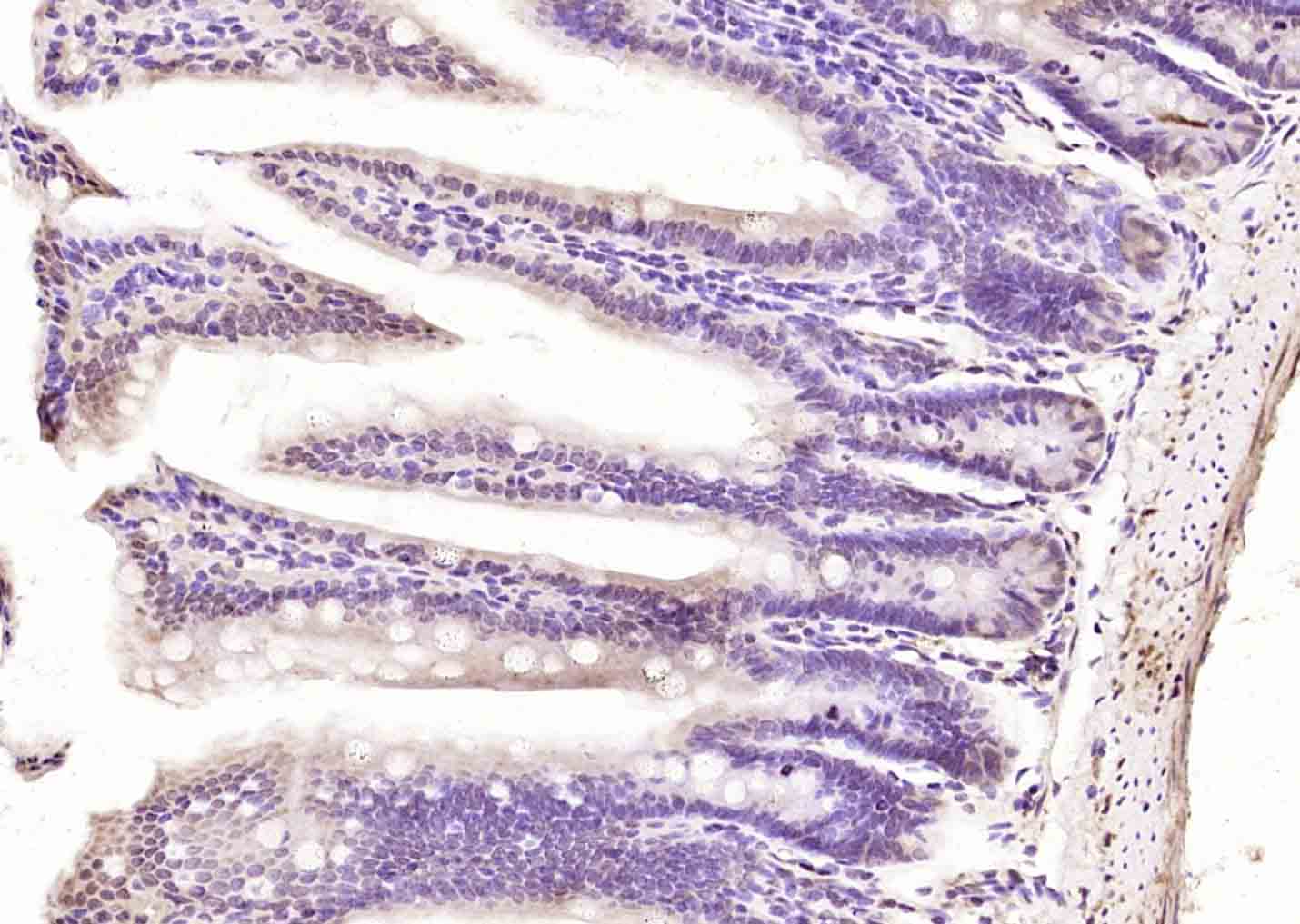 POU6F1/BRN5 Rabbit pAb(bs-2104