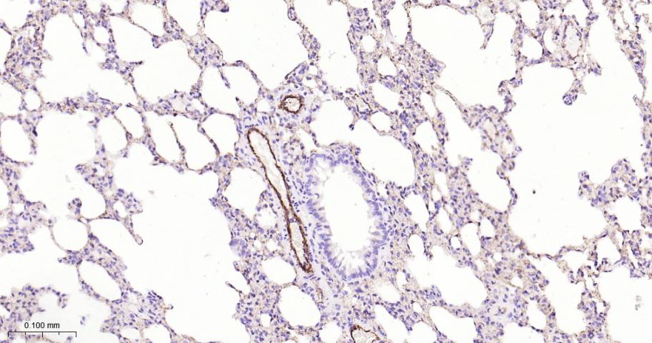 CD31 Rabbit pAb(bs-20322R)-50u