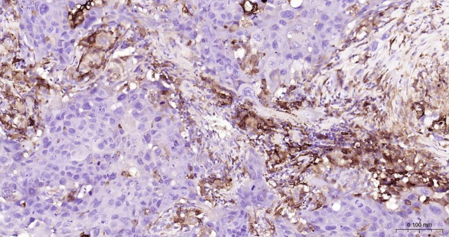 CD163 Rabbit pAb(bs-2527R)-50u