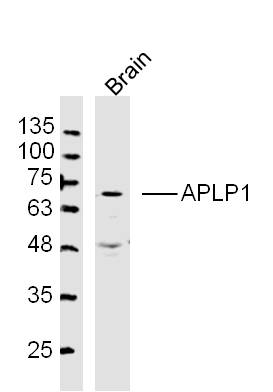 APLP1 Rabbit pAb(bs-8465R)-50u