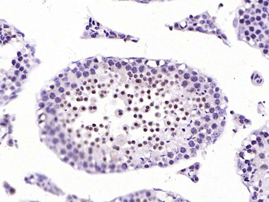 H2AX Rabbit pAb(bs-2560R)-50ul