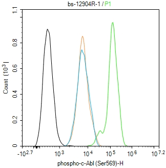 phospho-c-Abl (Ser569) Rabbit 