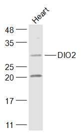 DIO2 Rabbit pAb(bs-3673R)-50ul
