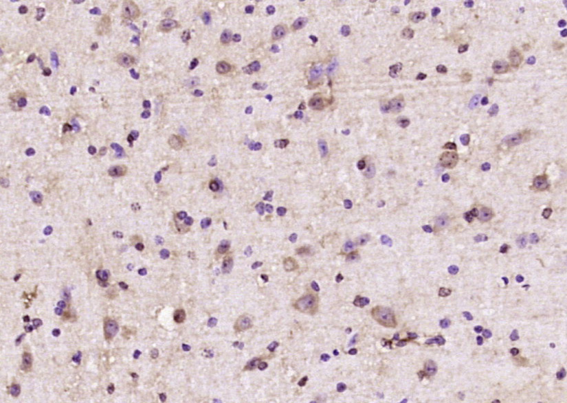 Somatostatin Rabbit pAb(bs-370