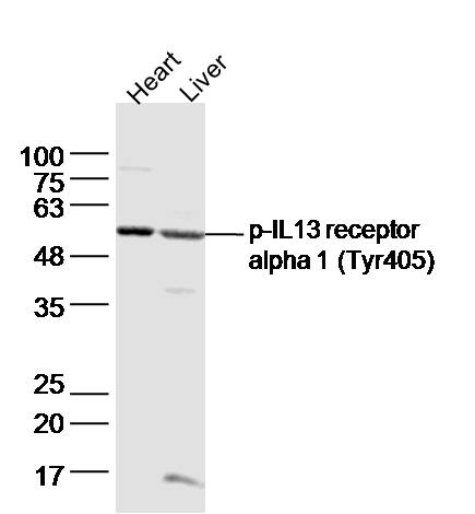 phospho-IL13RA1 (Tyr405) Rabbi