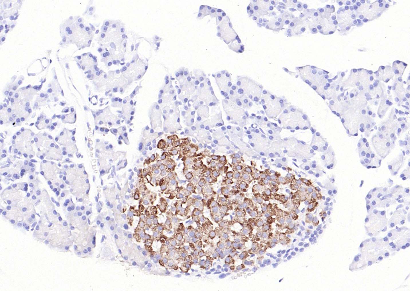 BMP8b Rabbit pAb(bs-3670R)-50u