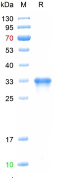 Recombinant human NLRP3 protei