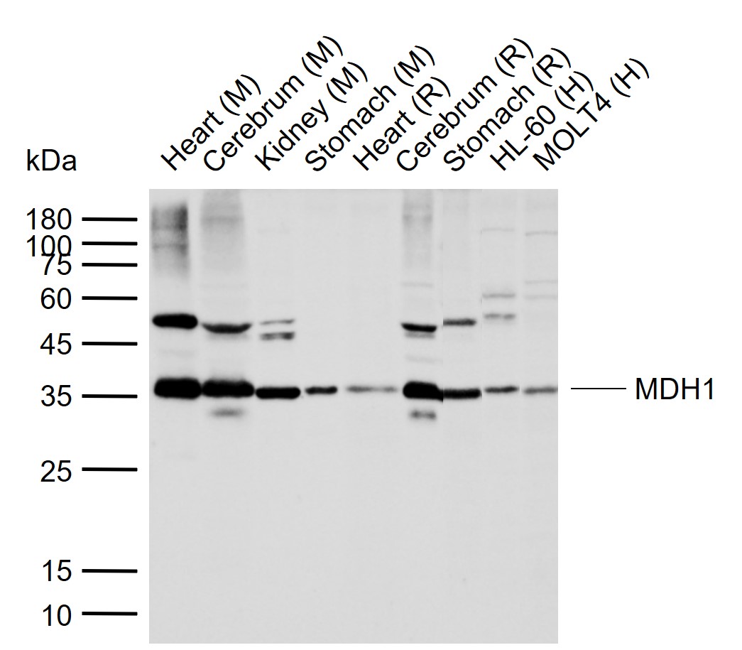 MDH1 Rabbit pAb(bs-3996R)-50ul