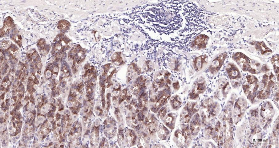 PI3 Kinase p110 beta Rabbit pA