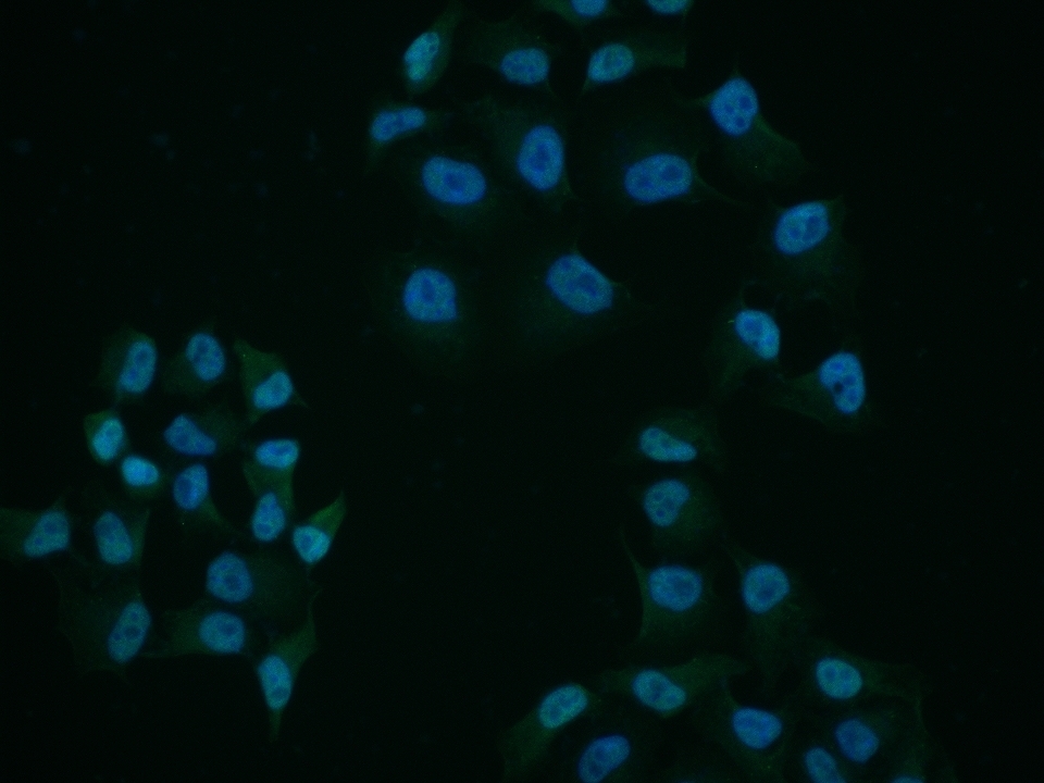 phospho-c-Abl (Ser569) Rabbit 