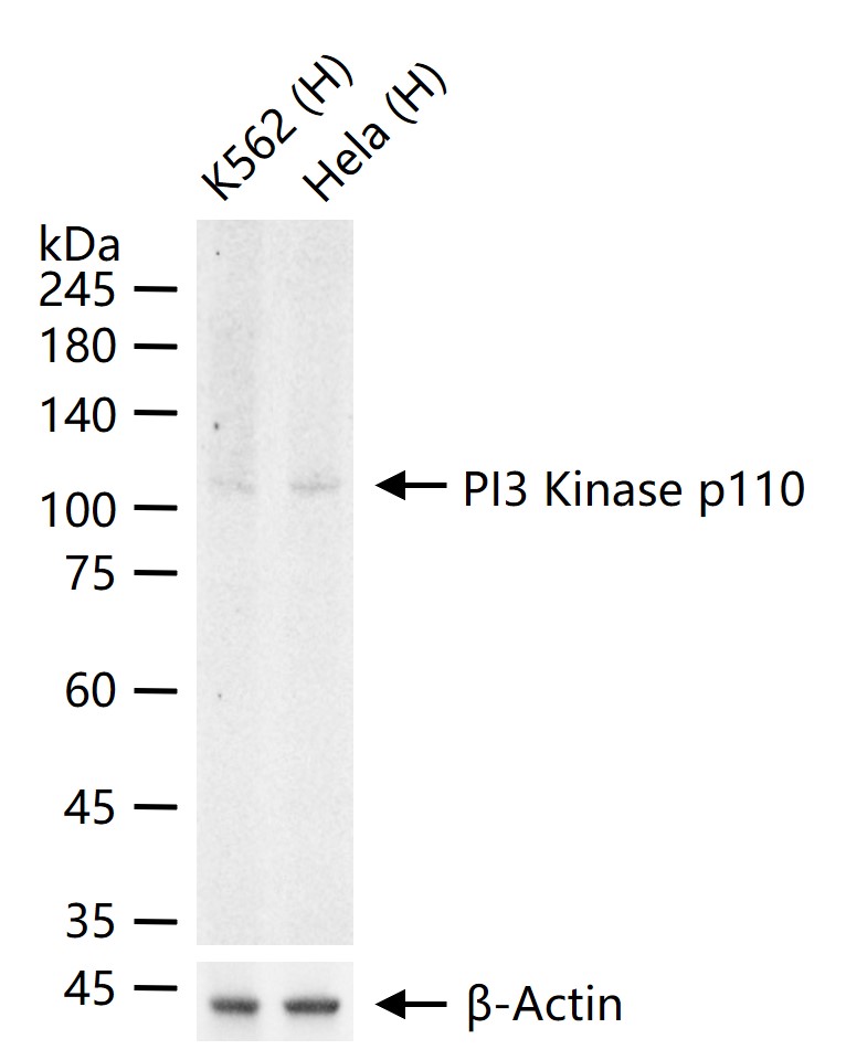 PI3 Kinase p110 beta Rabbit pA