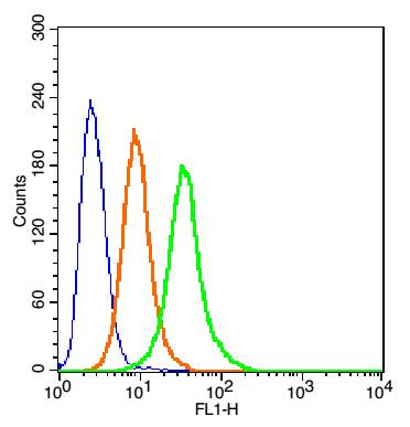 Calnexin Rabbit pAb(bs-1693R)-