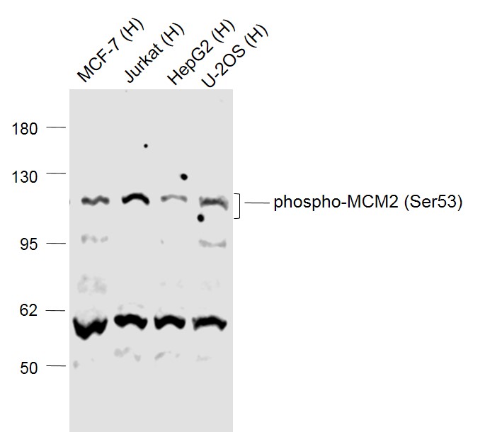 phospho-MCM2 (Ser53) Rabbit pA