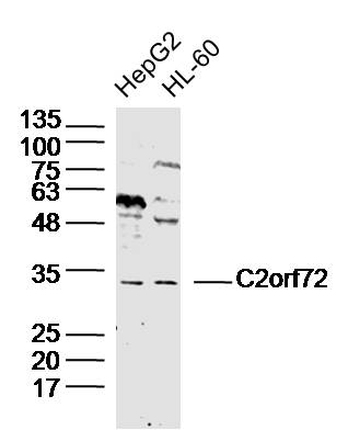 C2orf72 Rabbit pAb(bs-15159R)-