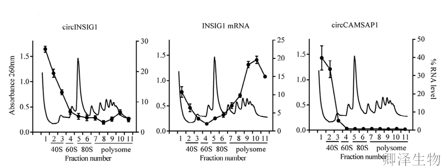 超越转录组，您的翻译组学研究最佳合作伙伴， 让核糖体的“工作实况”一目了然