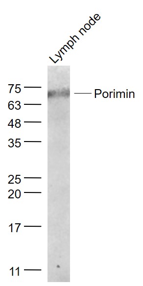 Porimin Rabbit pAb(bs-7674R)-5