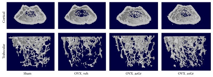 骨骼研究.jpg 骨骼研究.jpg