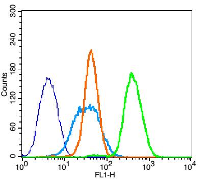 Bcl-2 Rabbit pAb(bs-20351R)-50