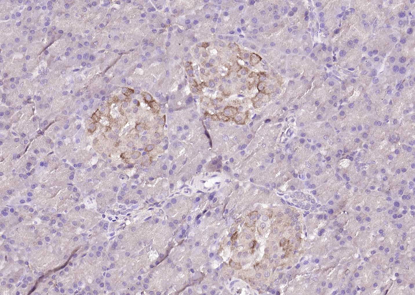 DUSP10 Rabbit pAb(bs-13035R)-5