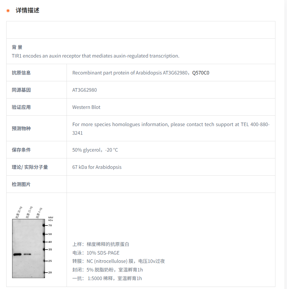 【植物抗体】Anti-TIR1/ Protein TRANS