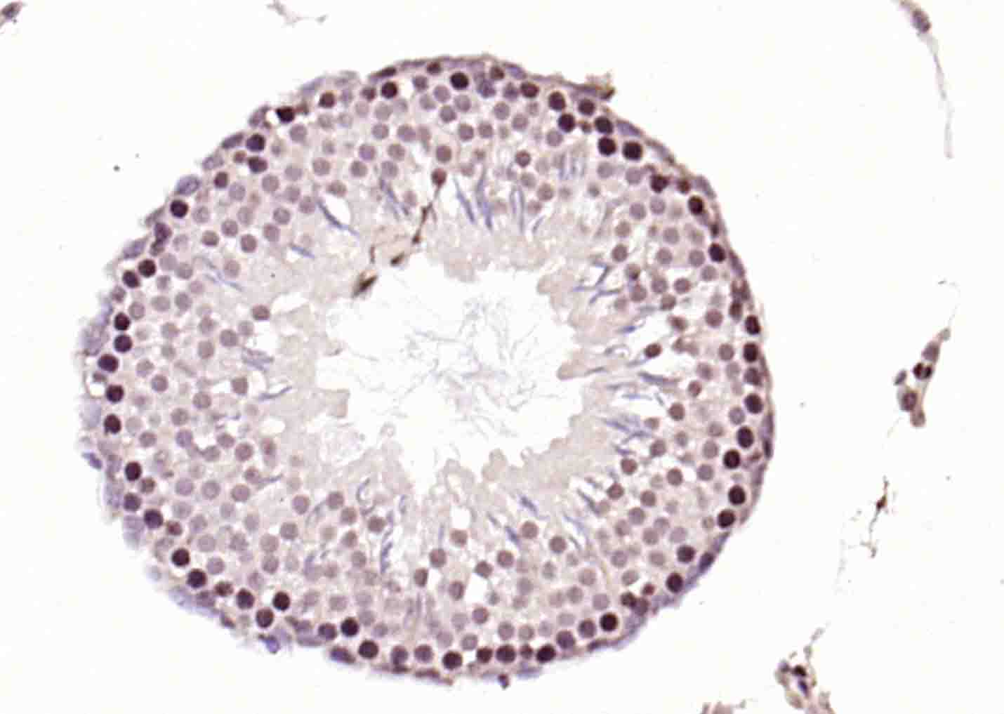 RNA polymerase II Rabbit pAb(b