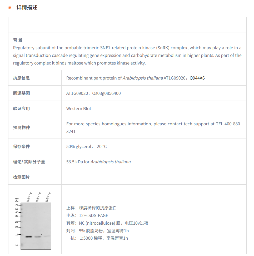 【植物抗体】Anti-SNF4/ Sucrose nonfe