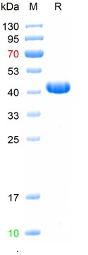 Recombinant human Mesothelin, 
