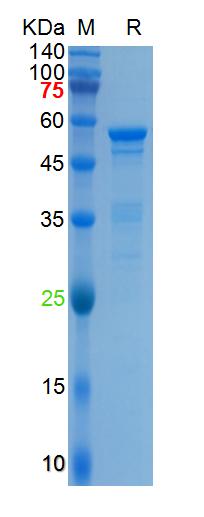 Recombinant HCoV-HKU1 N protei