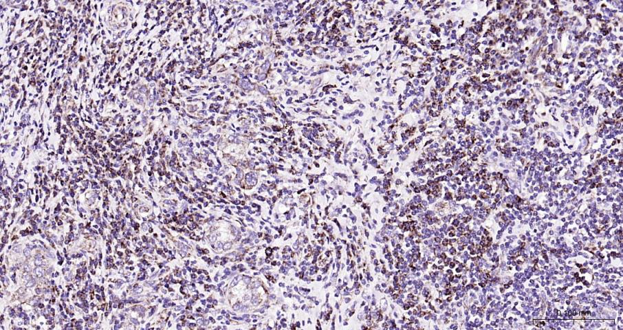Cytochrome C Rabbit pAb(bs-001