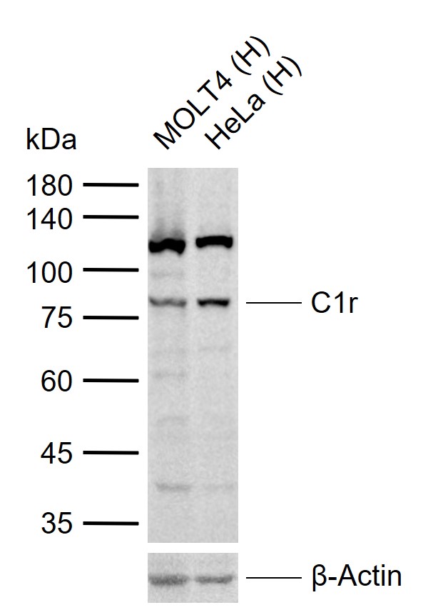 C1r Rabbit pAb(bs-15086R)-50ul