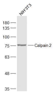Calpain 2 Rabbit pAb(bs-1599R)