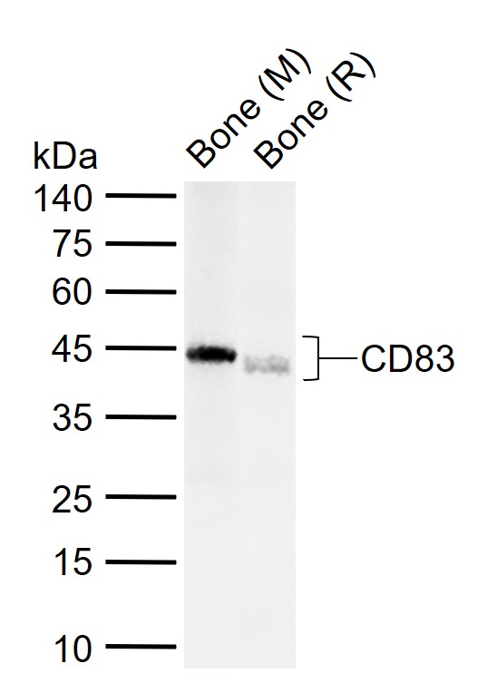 CD83 Rabbit pAb(bs-2519R)-50ul