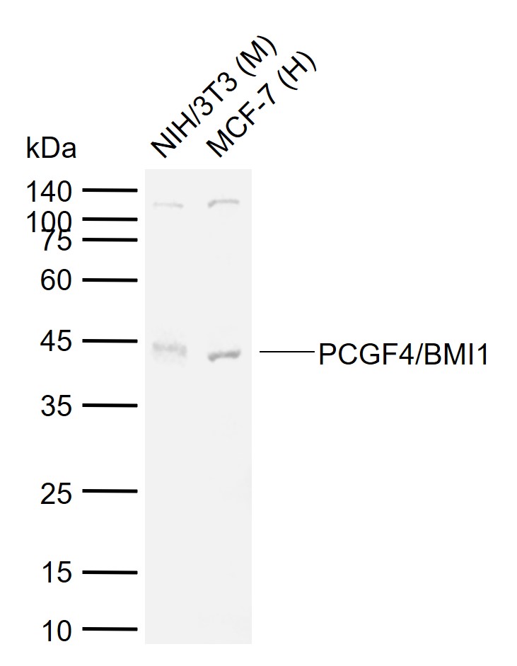 PCGF4/BMI1 Rabbit pAb(bs-2999R