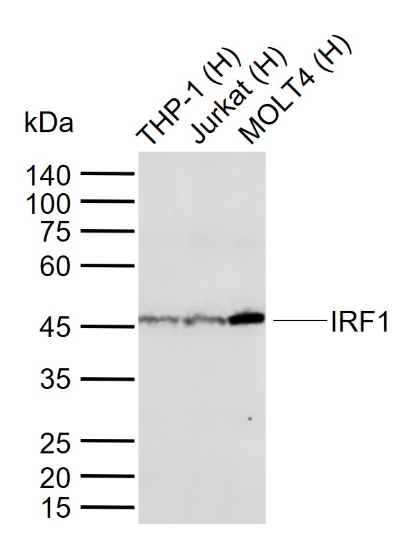 IRF1 Recombinant Rabbit mAb(bs