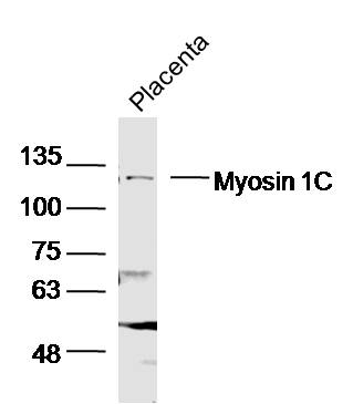 Myosin 1C Rabbit pAb(bs-19181R