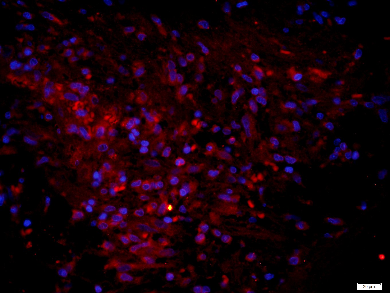 CLIC6 Rabbit pAb(bs-12038R)-50